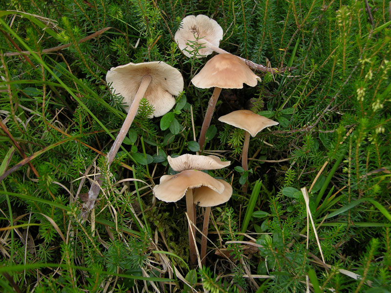 Per funghi con alberto.
